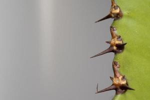 detalle de macro de espina de cactus foto