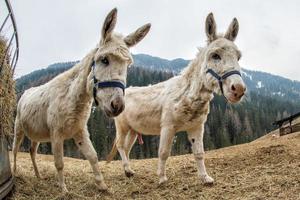 donkey close up portrait looking at you photo