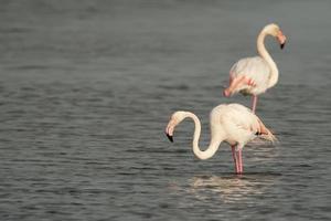 Pink Flamingo fishing in  a swamp photo