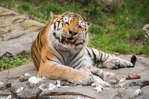 Siberian tiger while eating and looking at you photo