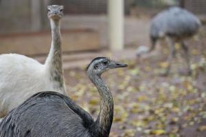 Ostriches photo animal