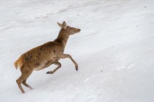 ciervo corriendo sobre la nieve en navidad foto