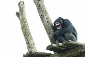 Ape chimpanzee monkey while yawning photo