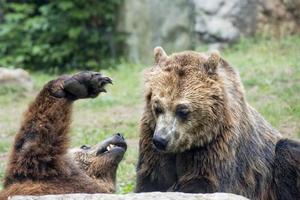 Two brown grizzly bears while fighting photo