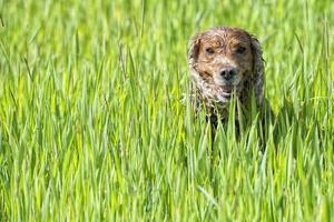 Happy Dog English cocker spaniel while running to you photo