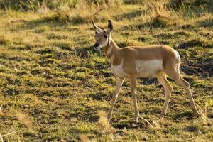 Pronghorn in Lamar Valley Yellowstone photo