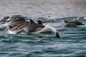 common dolphin jumping outside the ocean photo