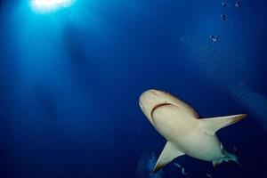 tiburón toro listo para atacar en el fondo del océano azul foto