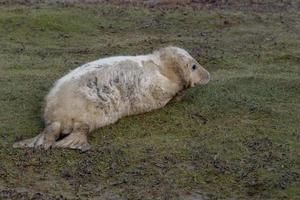 cachorro de foca gris mientras se relaja en la playa en gran bretaña foto