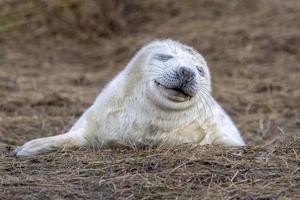 newborn white grey seal relaxing on donna nook beach linconshire photo