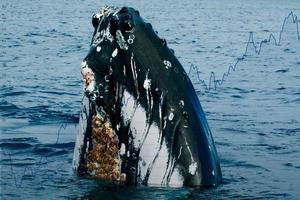 Humpback whale head comuing up in deep blue polynesian ocean photo