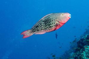 retrato de pez loro en maldivas foto
