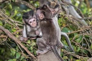 bebé recién nacido indonesia macaco mono retrato foto