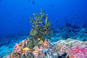 Maldives corals and Fish underwater panorama photo