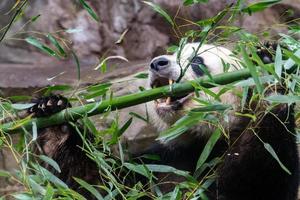 giant panda while eating bamboo photo