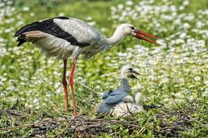 Stork with baby puppy in its nest on the daisy background photo