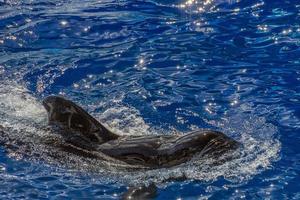 pilot whale swimming to you photo