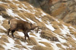 An isolated chamois deer in the snow background photo