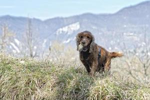 Perro feliz cocker spaniel inglés mientras corre hacia ti foto