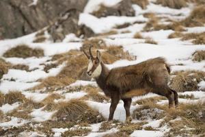 Chamois deer in the snow background photo