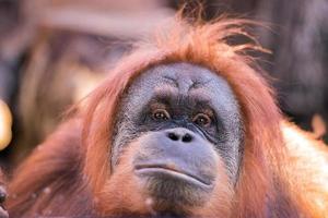 orangutan monkey close up portrait photo
