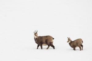 Father and son chamois deer in the snow background photo