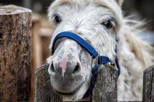 donkey close up portrait looking at you photo