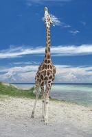 Isolated giraff on the blue cloudy sky background photo