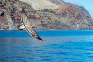 Seagull while flying on ocean sunset photo