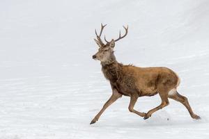 deer running on the snow in christmas time photo