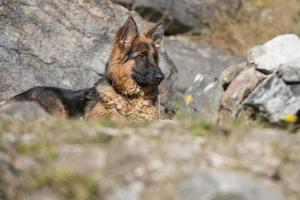 german shepard while looking at you photo