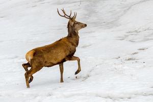 ciervo corriendo sobre la nieve en navidad foto