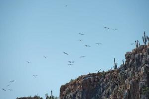 buzzard on cactus photo