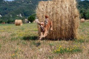 Dog puppy cocker spaniel jumping hay photo