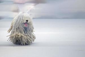 caniche rasta perro blanco que viene hacia ti foto