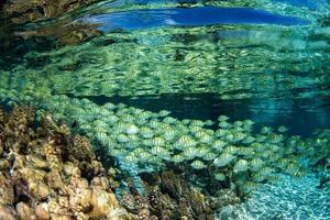 snorkeling in french polynesia down under world photo