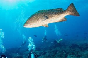 mero labios dulces escuela de peces bajo el agua foto