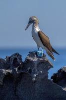 Sula nebouxii blue footed galapagos bird in baja california photo