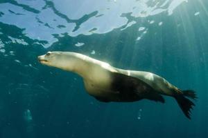 lobo marino bajo el agua mirándote foto