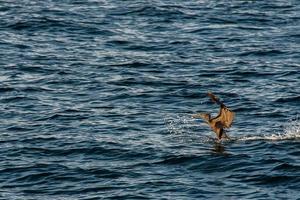 cormorán chapoteando en el mar foto