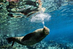 foca de león marino bajo el agua mientras bucea en el mar de cortez foto
