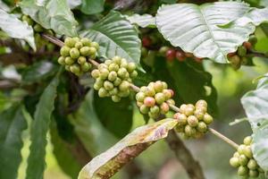 Mature coffee seeds of indonesia bali island photo