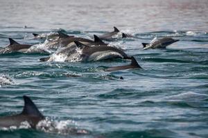 common dolphin jumping outside the ocean photo