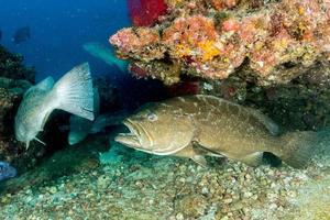 grouper sweetlips school of fish underwater photo