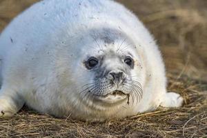 cachorro de foca gris mientras se relaja en la playa en gran bretaña foto