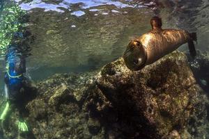 sea lion seal underwater while diving galapagos photo