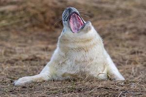 grey seal puppy while relaxing on the beach in Great Britain photo