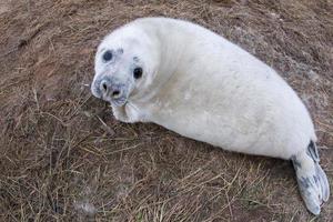 grey seal puppy while relaxing on the beach in Great Britain photo