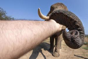 human hand touching elephant trunk photo