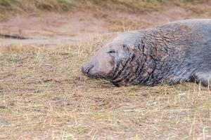 grey seal bull while looking at you photo